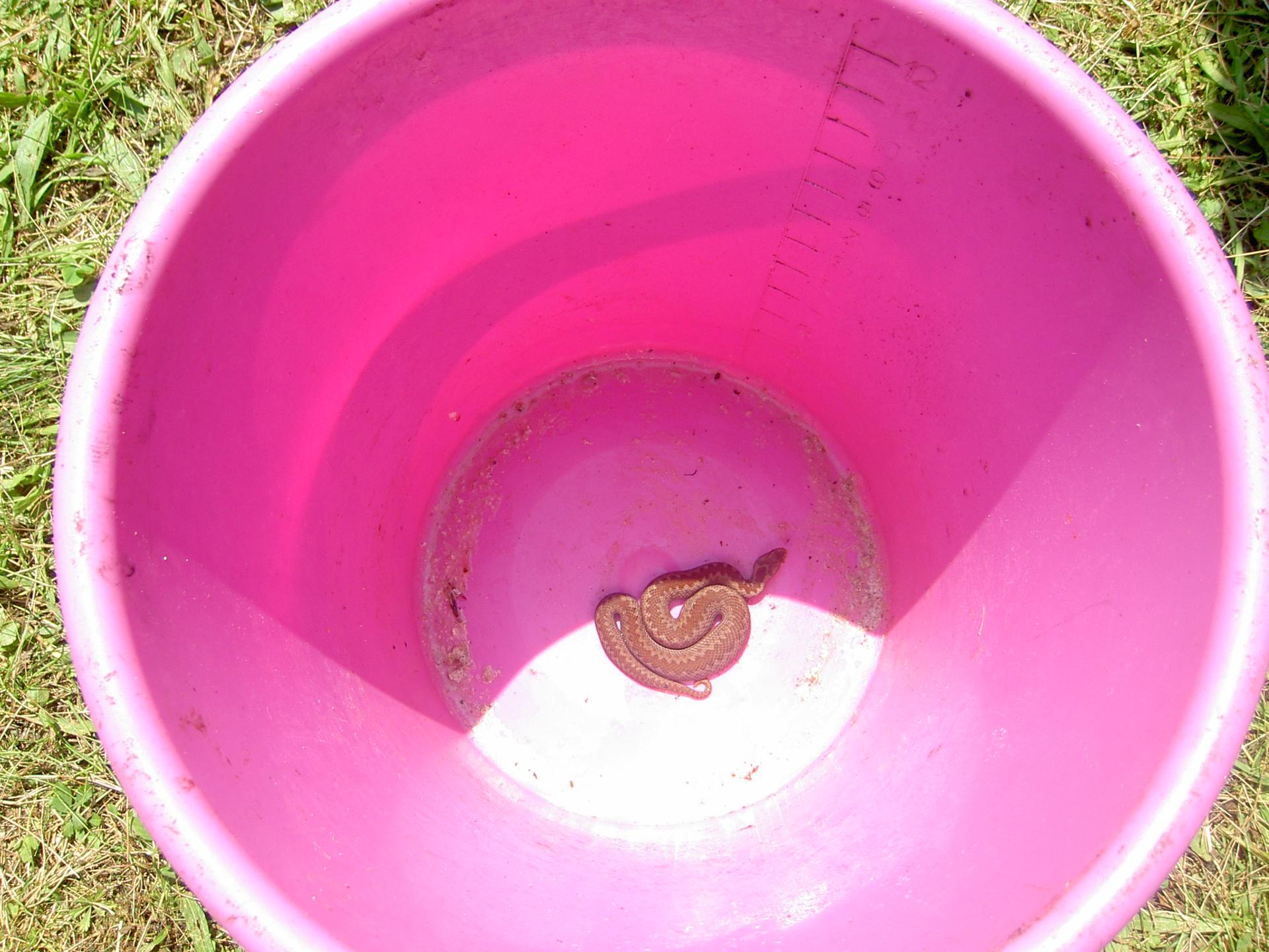 Karštejn 2009 Image 149