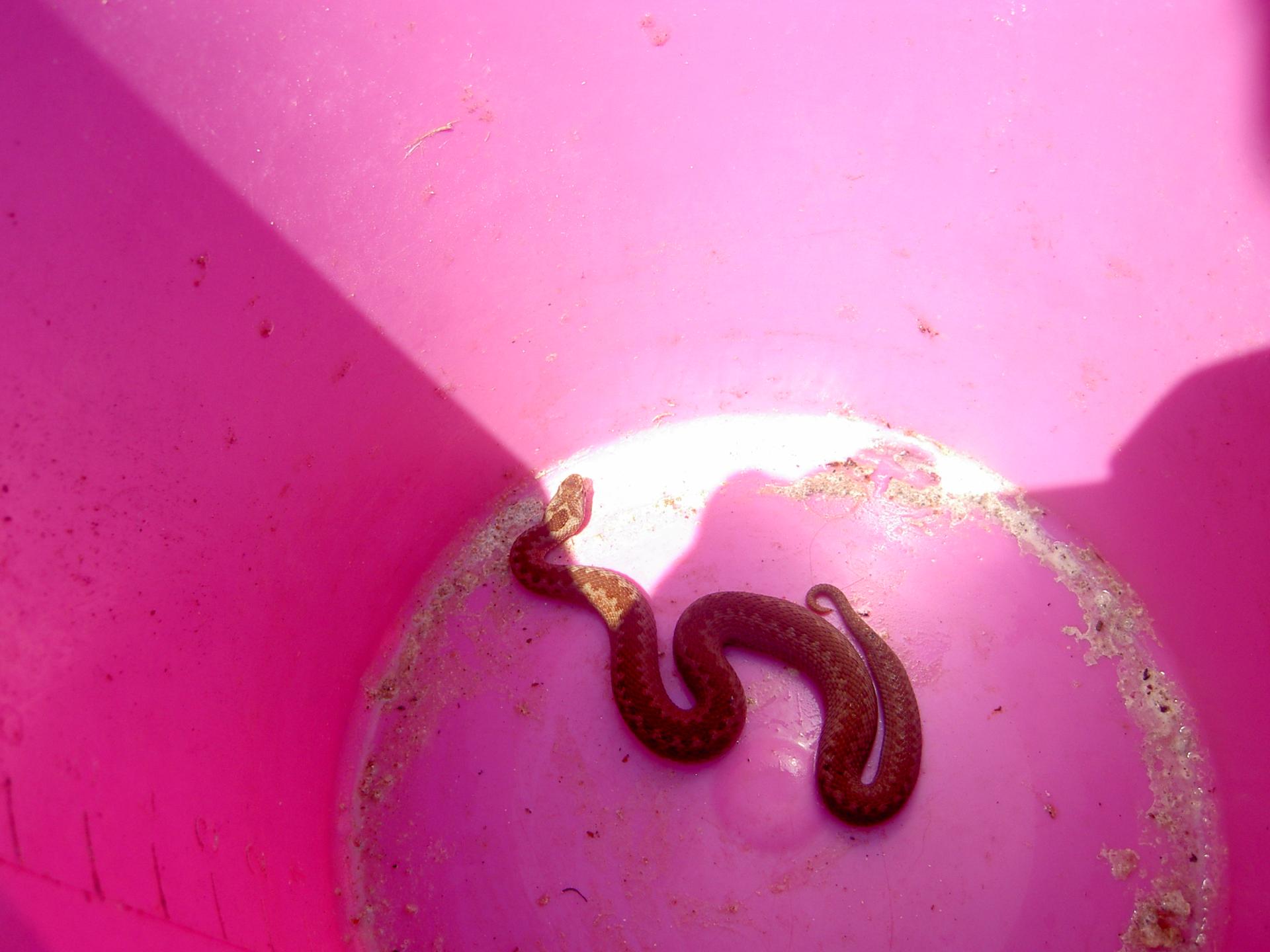 Karštejn 2009 Image 150