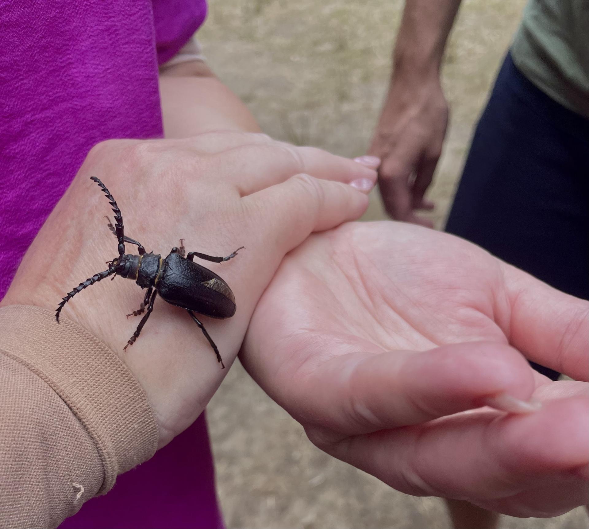 Karštejn 2024 Image 42